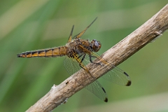David Plant Photography - Wildlife Photography - Scarce chaser - K